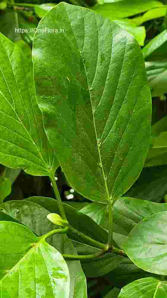 Mitragyna parvifolia