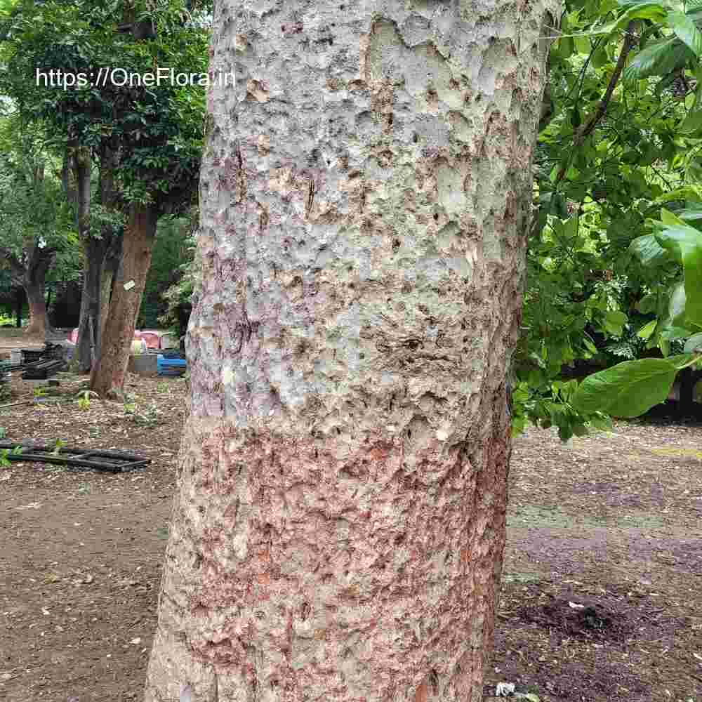 Mitragyna parvifolia