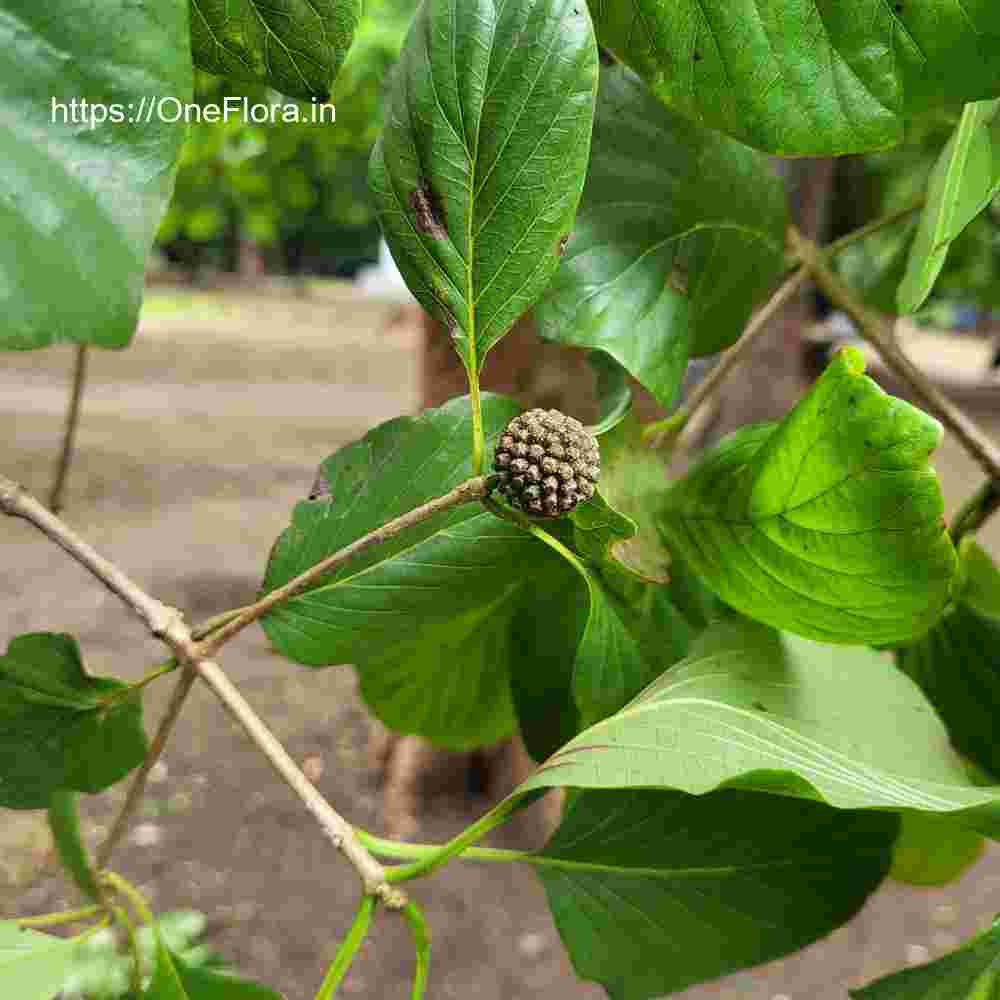 Mitragyna parvifolia
