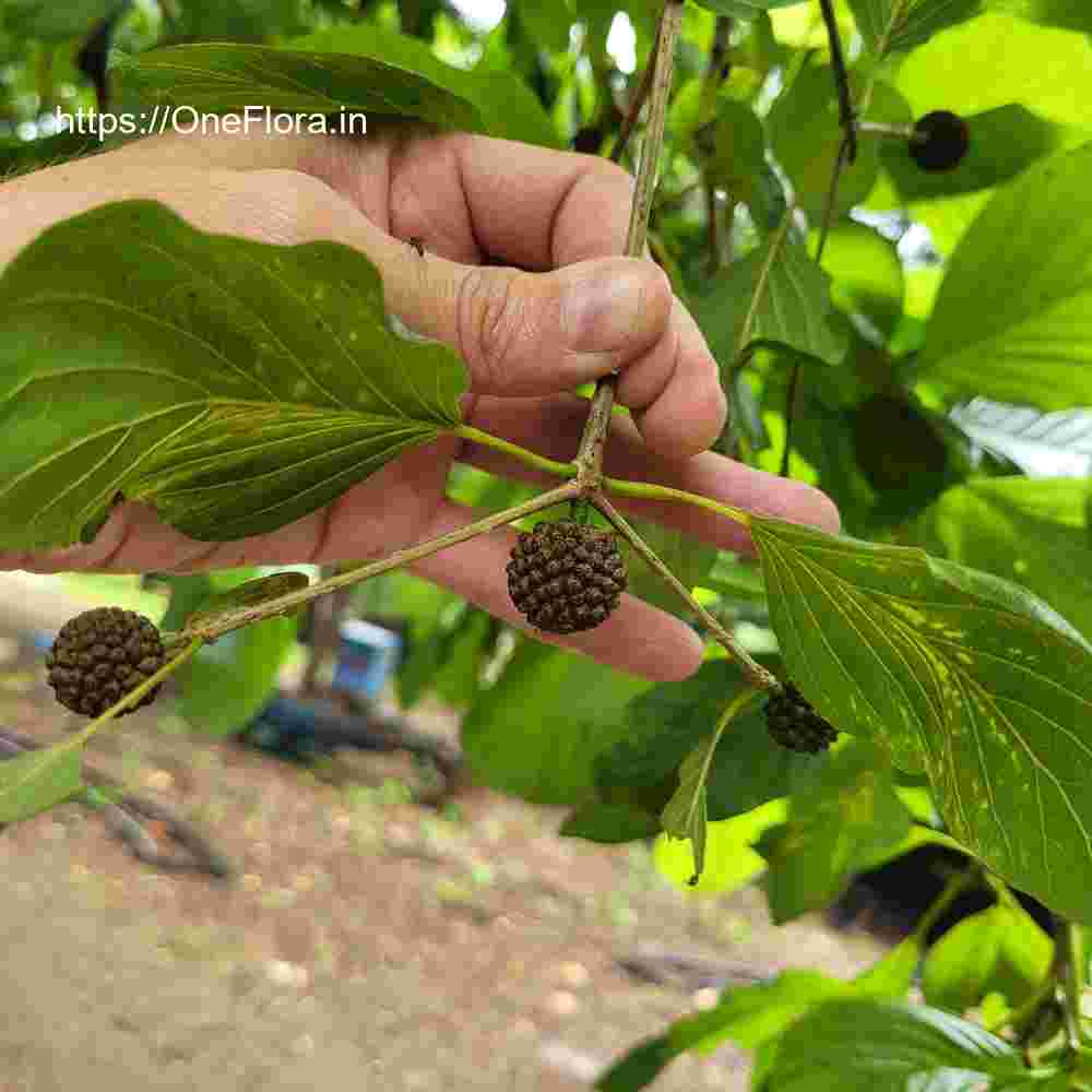 Mitragyna parvifolia