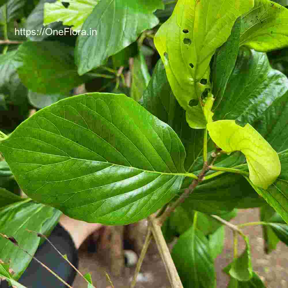 Mitragyna parvifolia