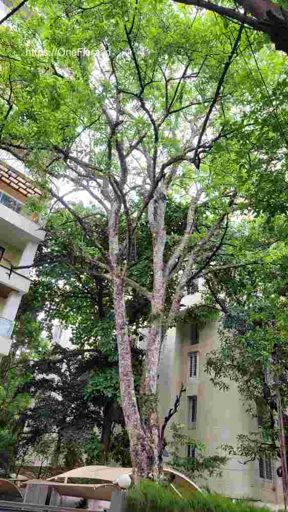 Mitragyna parvifolia