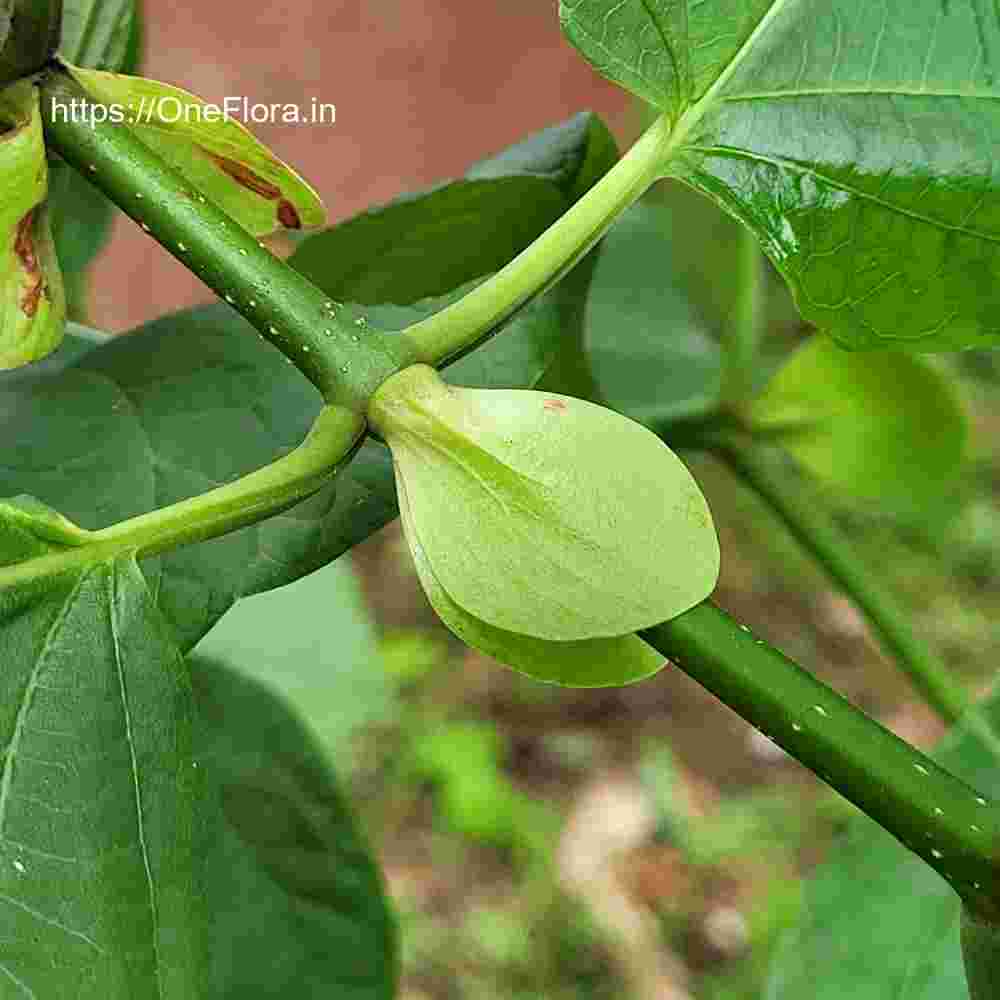 Mitragyna parvifolia