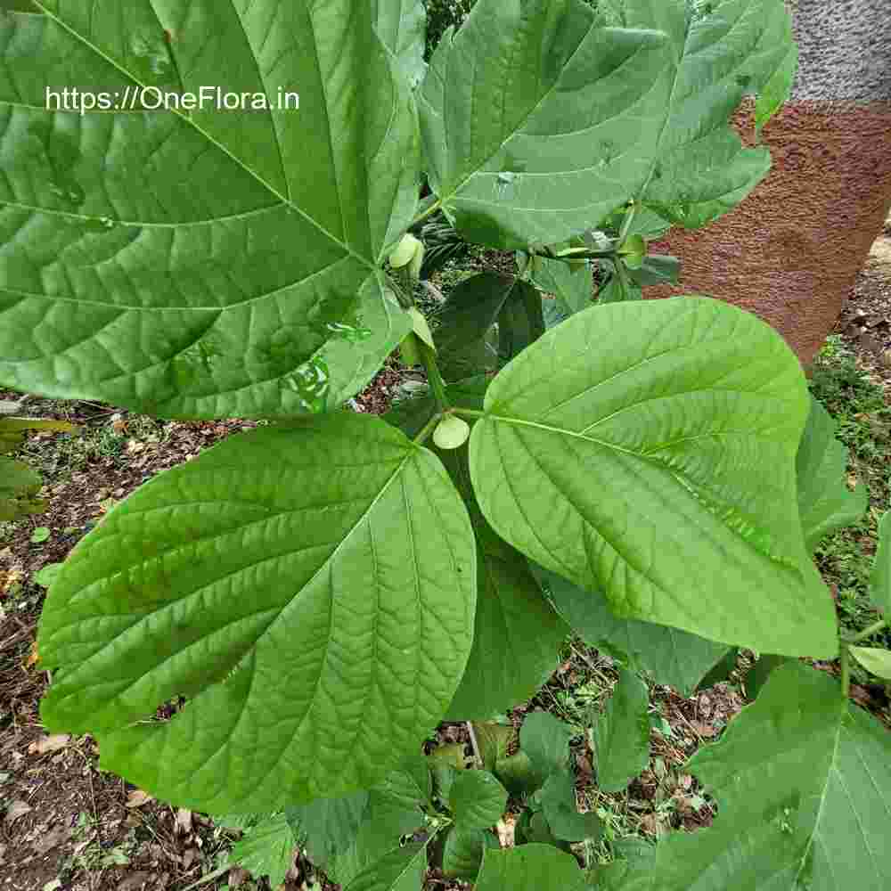 Mitragyna parvifolia