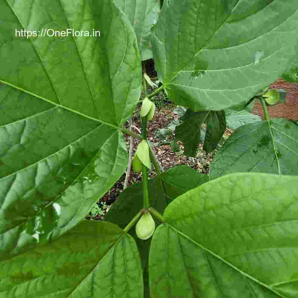 Mitragyna parvifolia