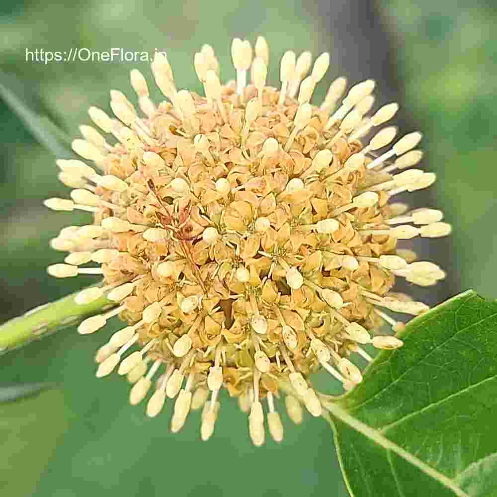 Mitragyna parvifolia