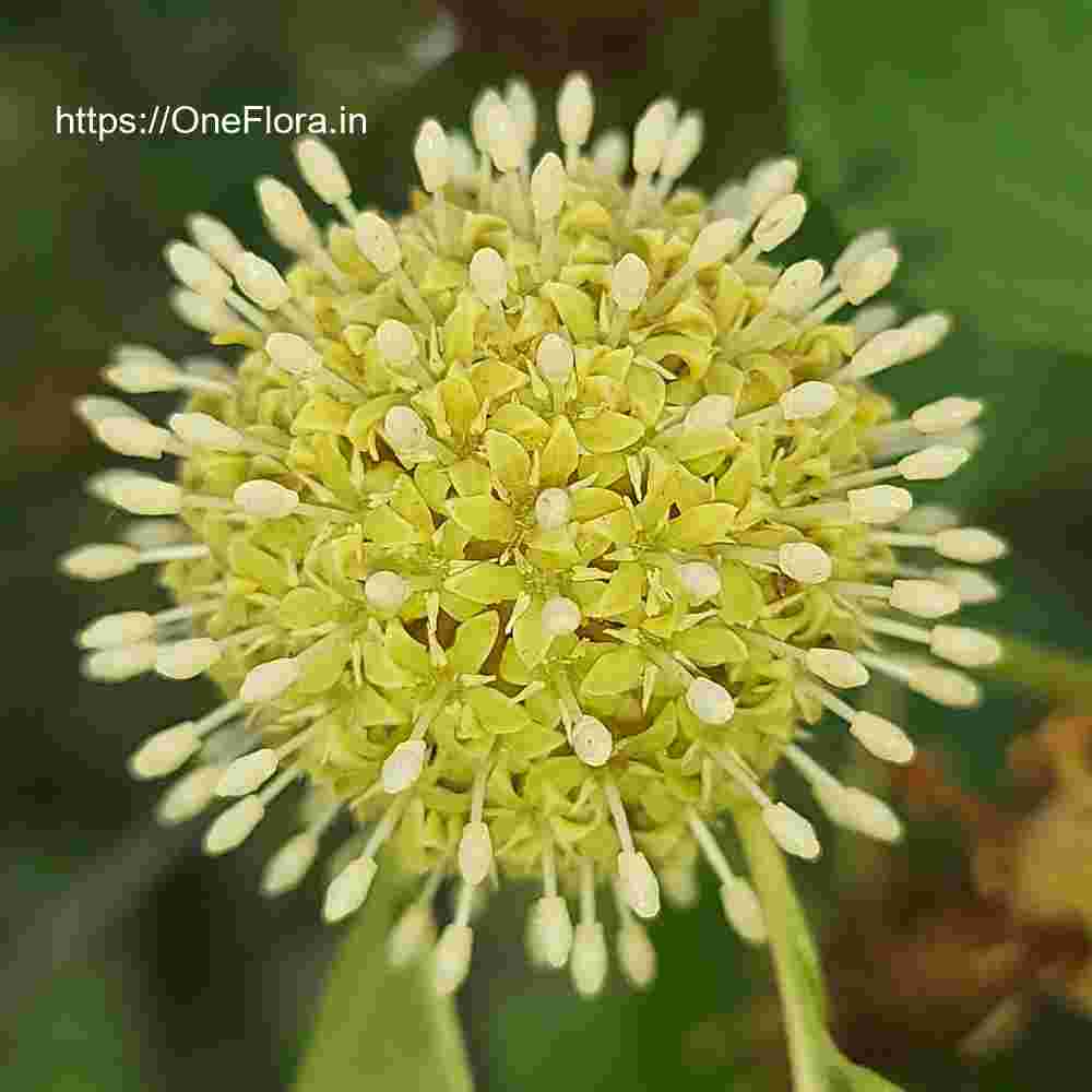 Mitragyna parvifolia