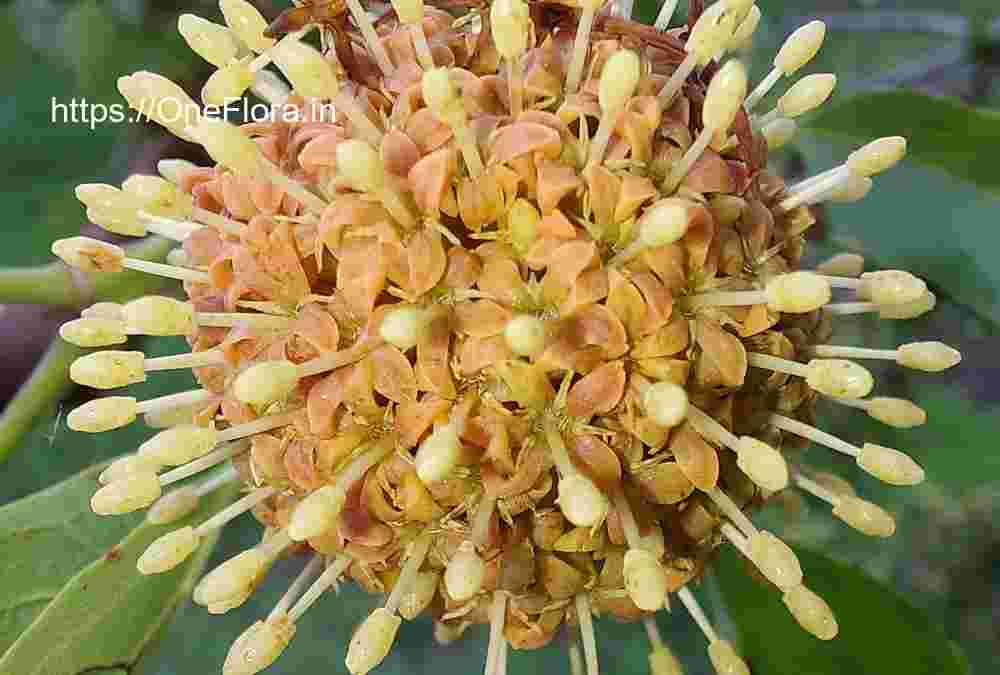 Mitragyna parvifolia