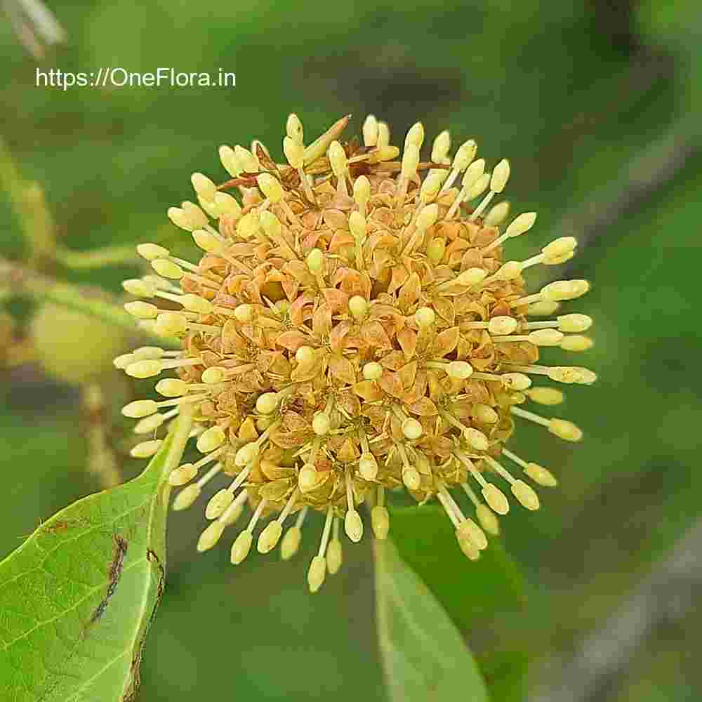 Mitragyna parvifolia