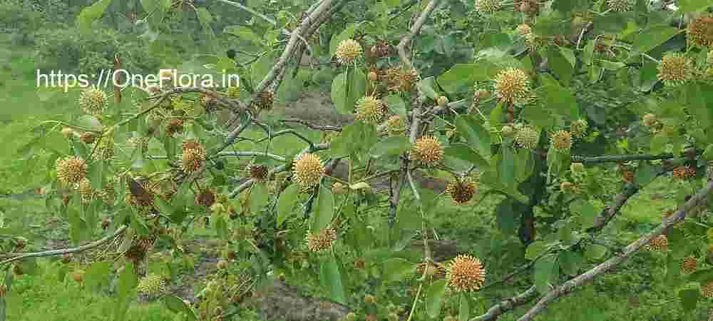 Mitragyna parvifolia