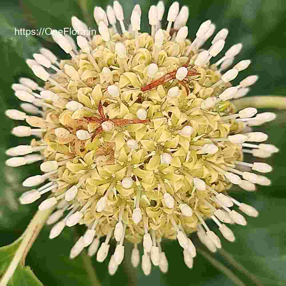 Mitragyna parvifolia