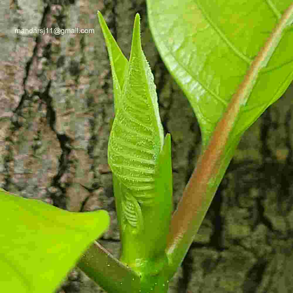 Neolamarckia cadamba