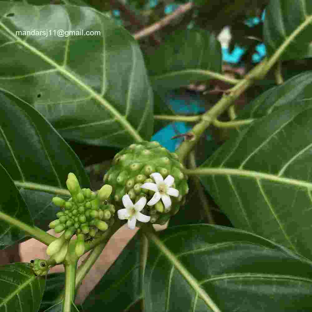 Morinda citrifolia