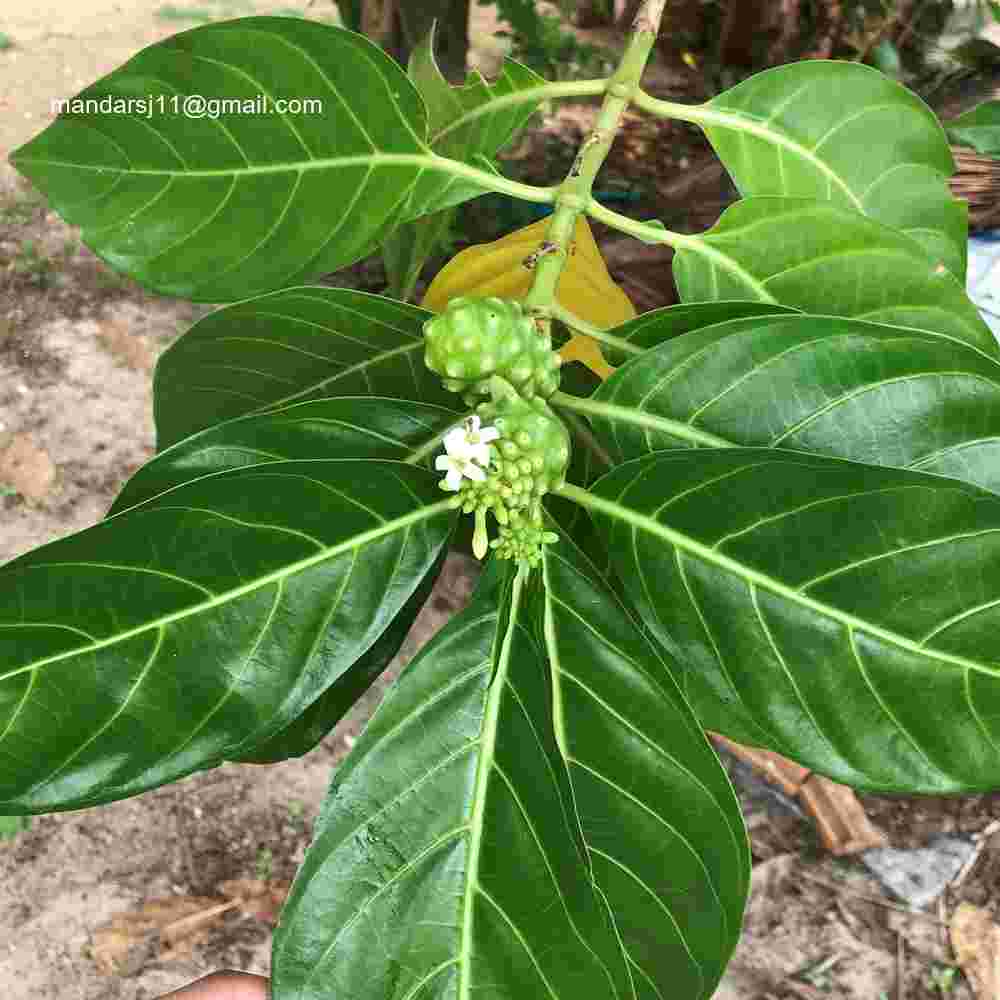 Morinda citrifolia