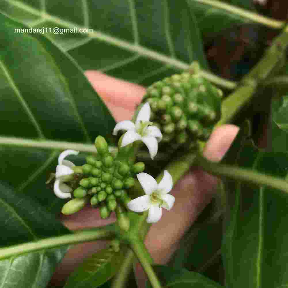 Morinda citrifolia