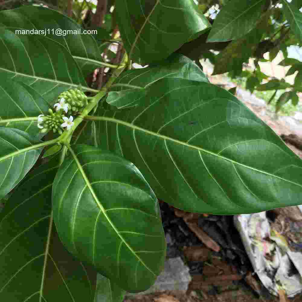 Morinda citrifolia