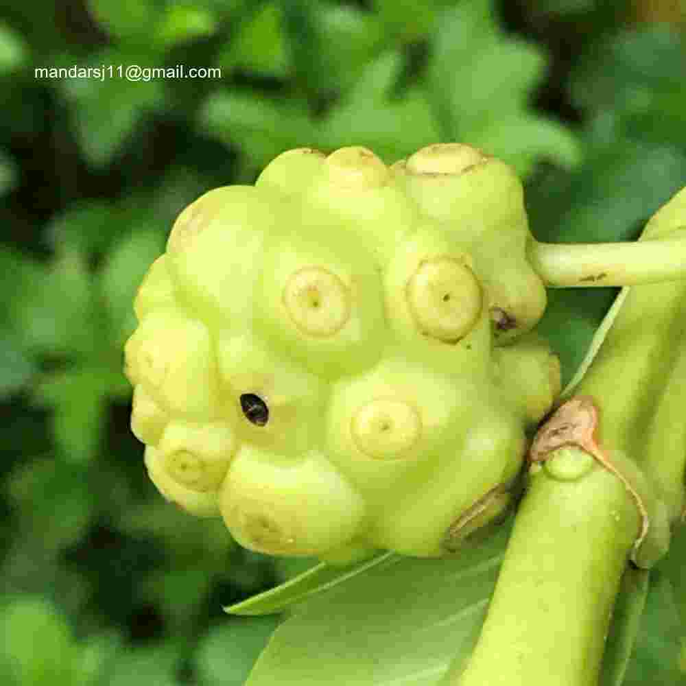 Morinda citrifolia