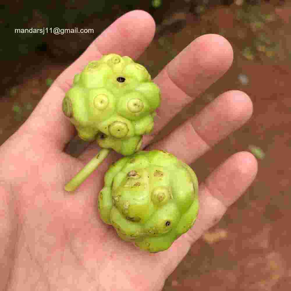 Morinda citrifolia