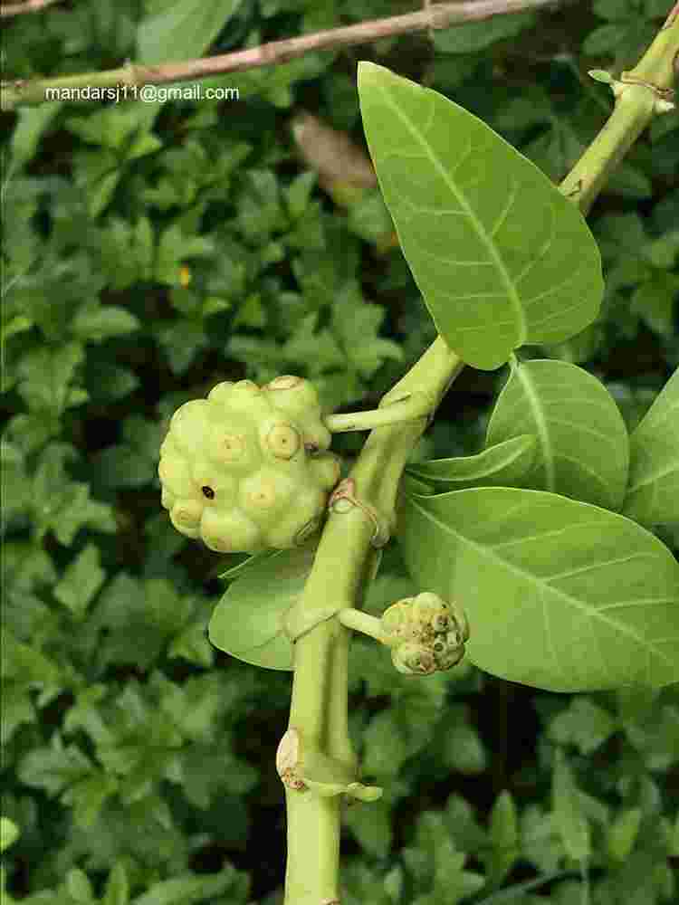 Morinda citrifolia