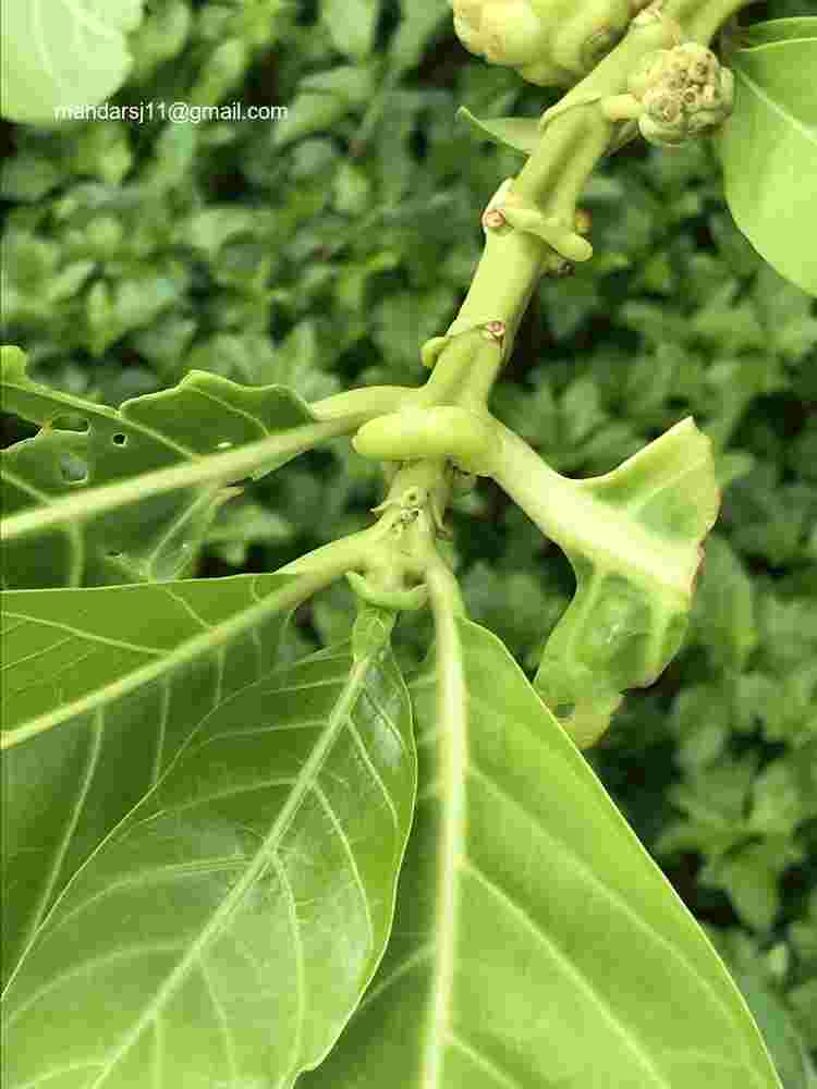 Morinda citrifolia