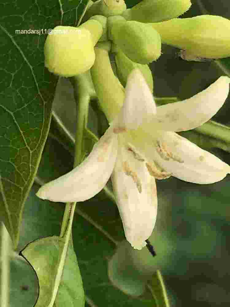 Morinda pubescens