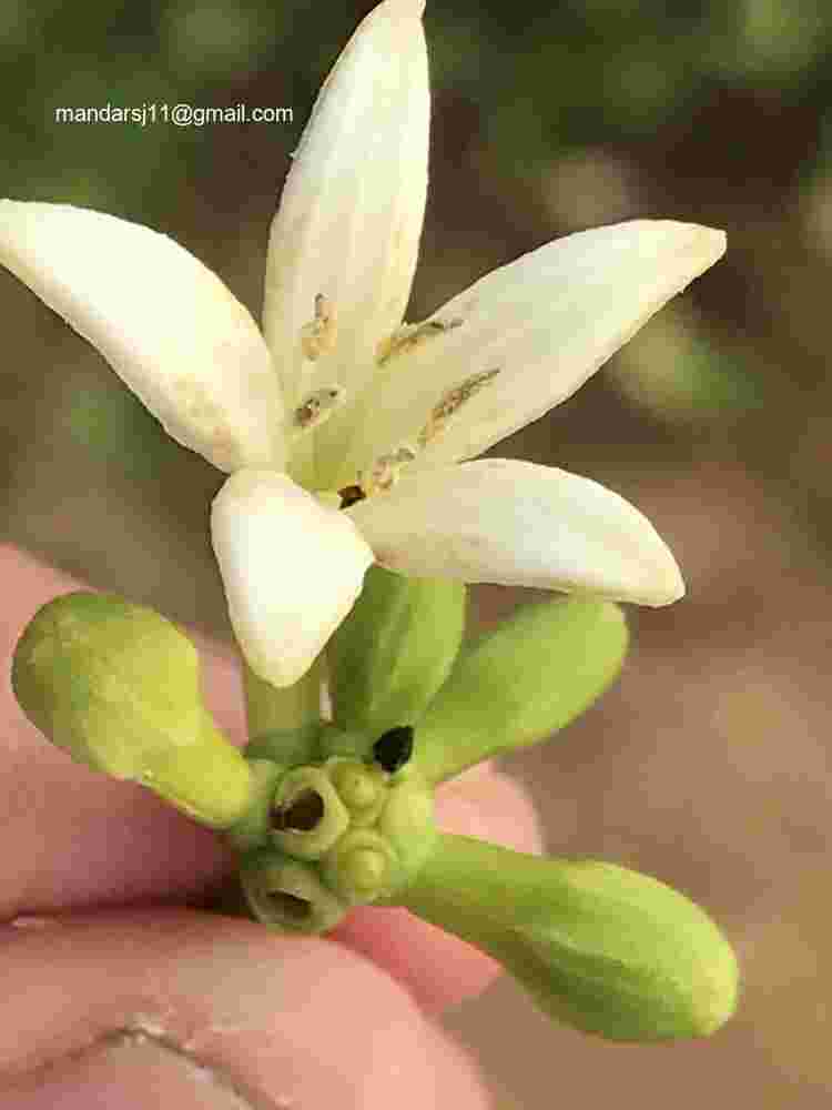 Morinda pubescens