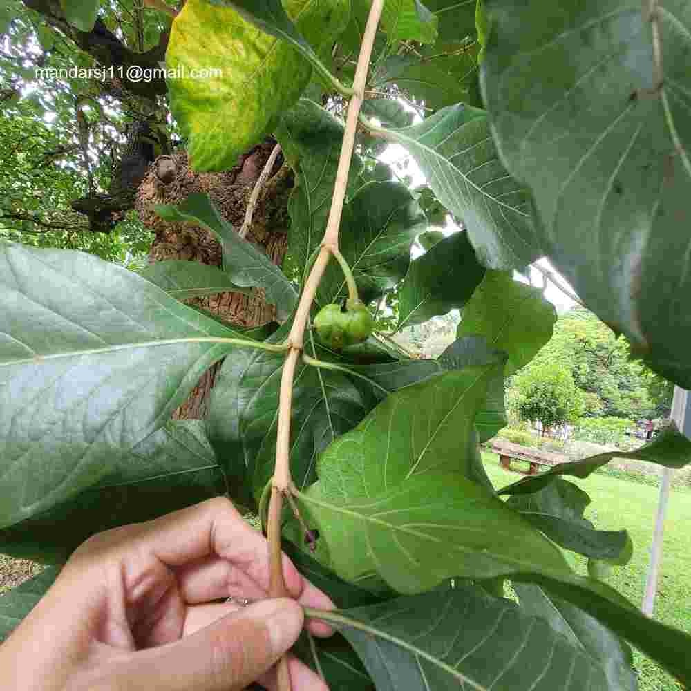 Morinda pubescens