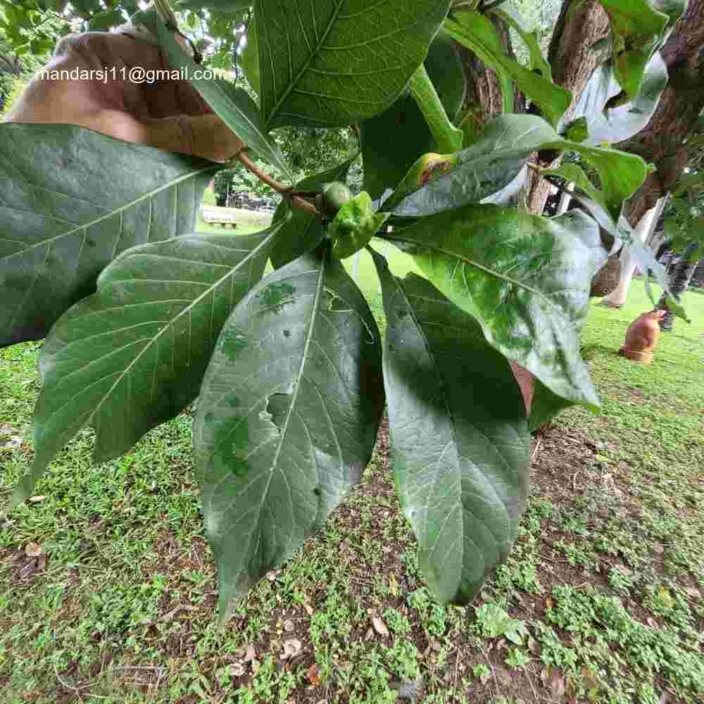 Morinda pubescens