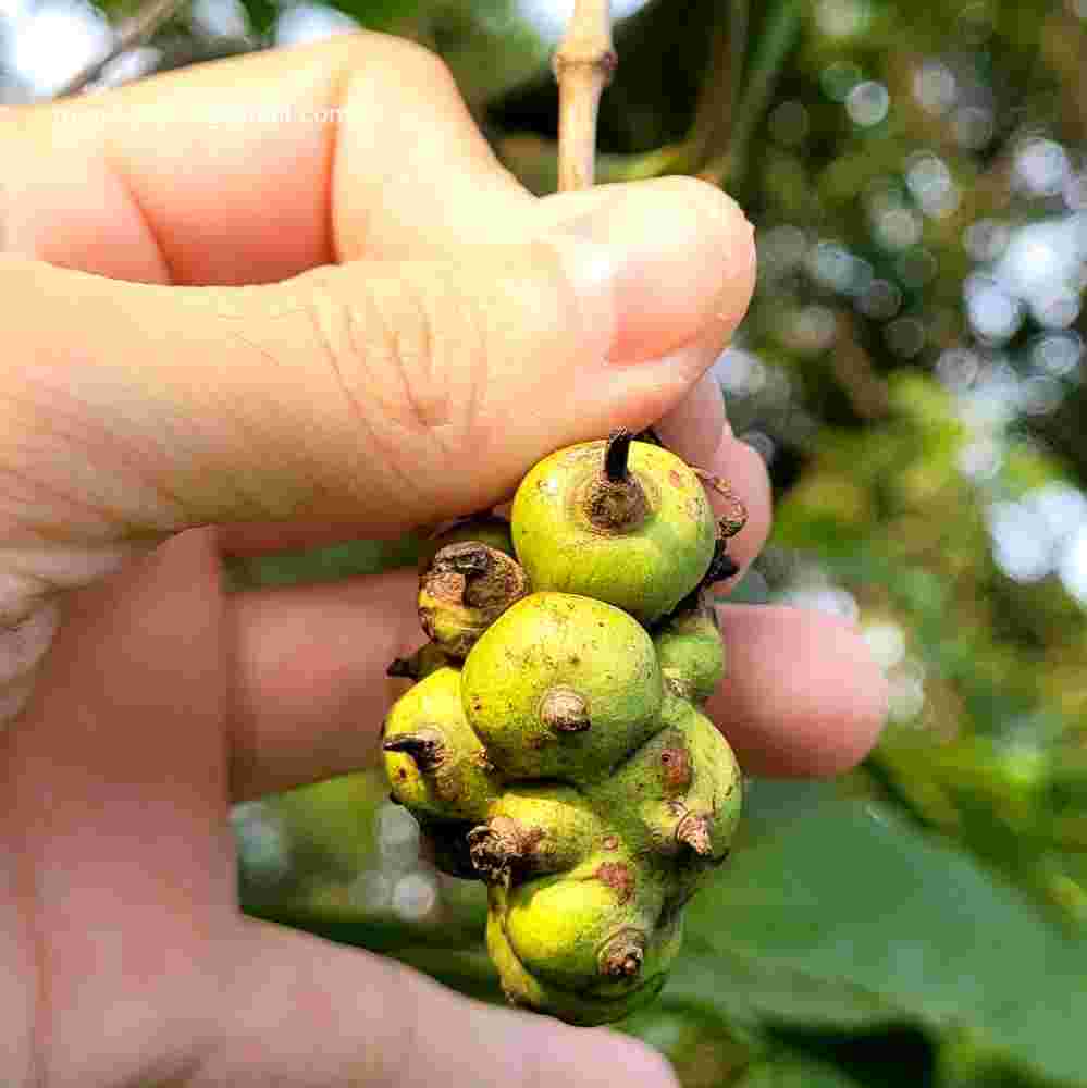 Morinda pubescens