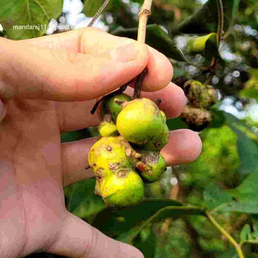 Morinda pubescens