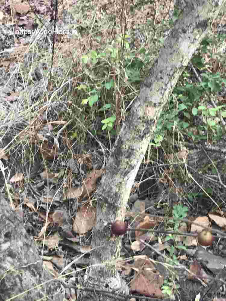 Flacourtia latifolia