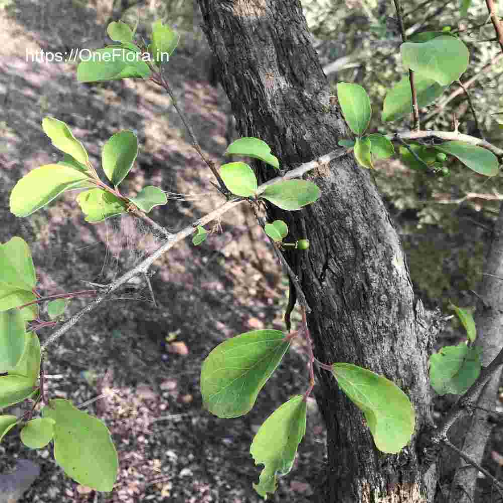 Flacourtia latifolia