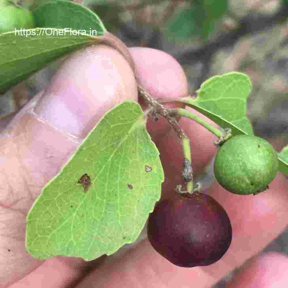 Flacourtia latifolia