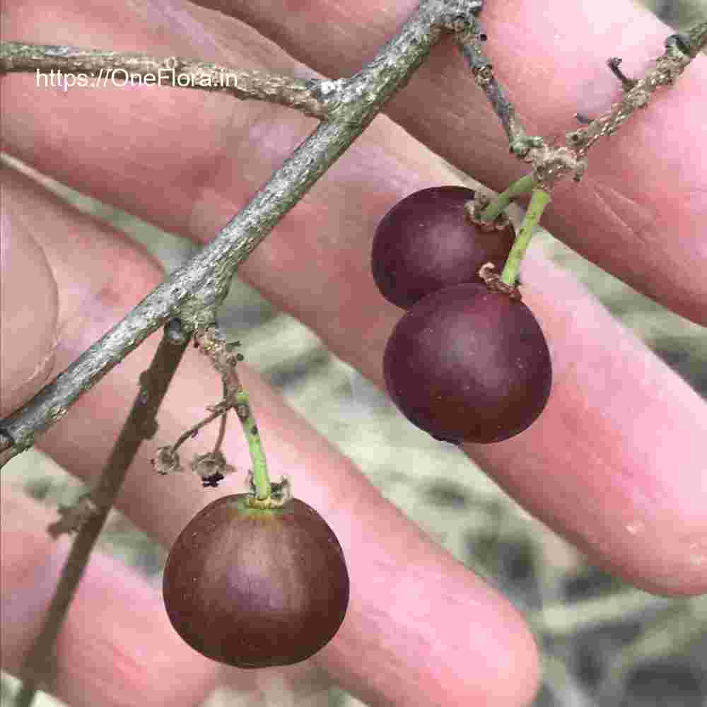 Flacourtia latifolia