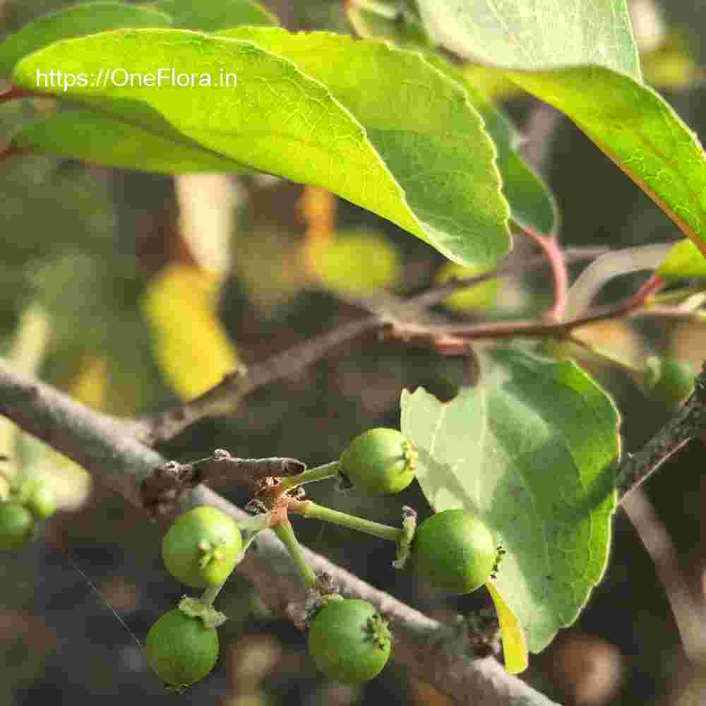 Flacourtia latifolia