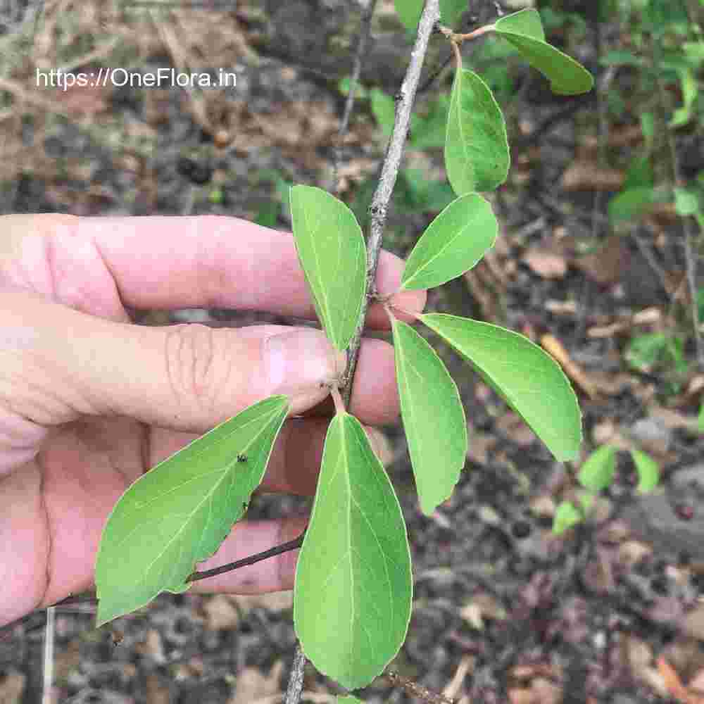 Flacourtia latifolia