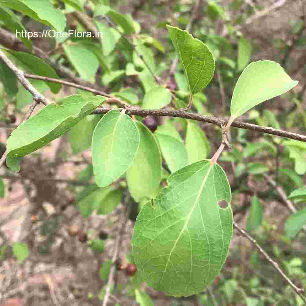 Flacourtia latifolia