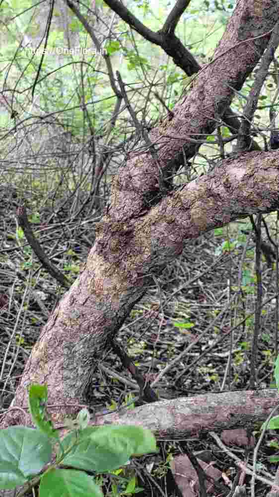 Flacourtia latifolia