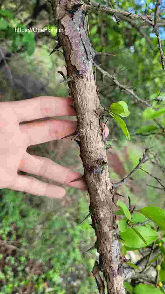 Flacourtia latifolia