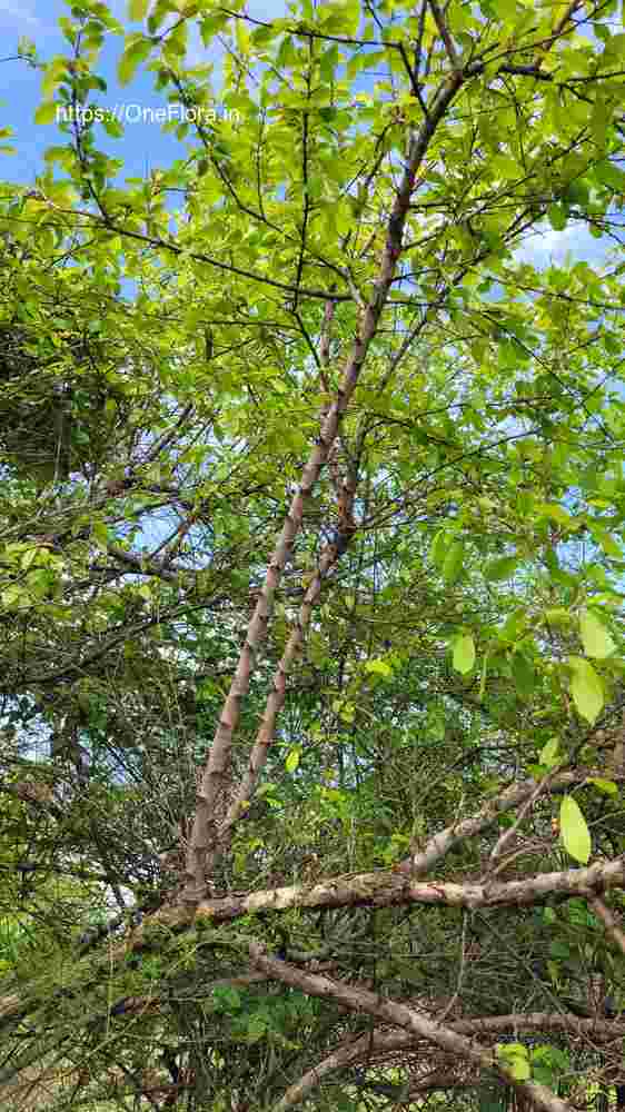 Flacourtia latifolia