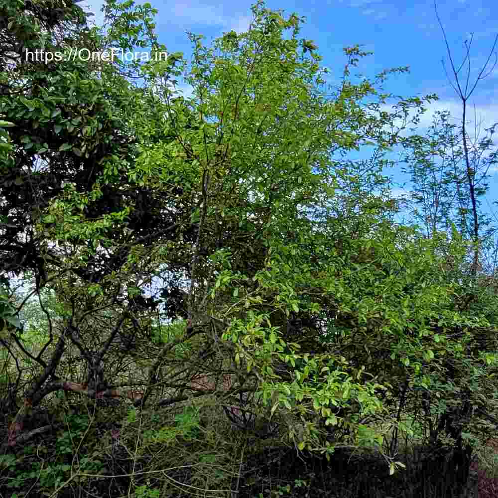 Flacourtia latifolia