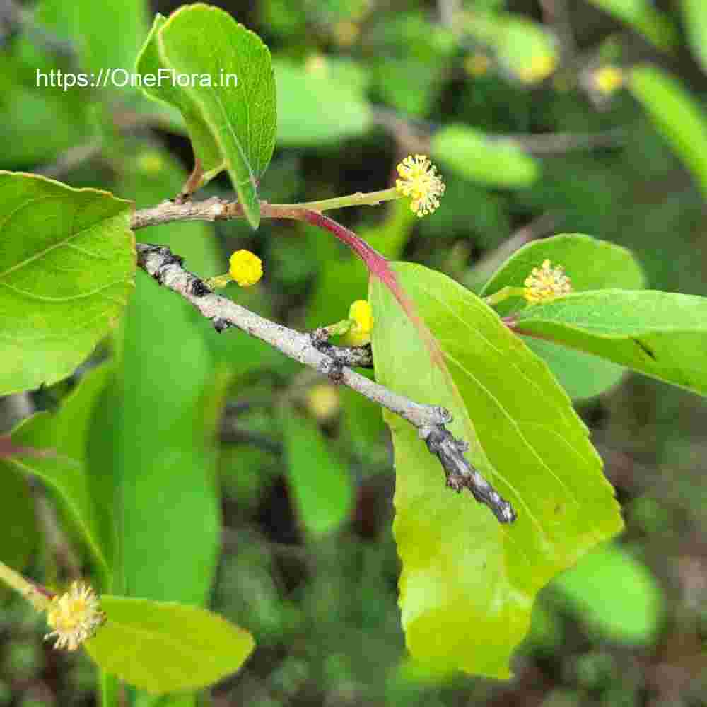 Flacourtia latifolia