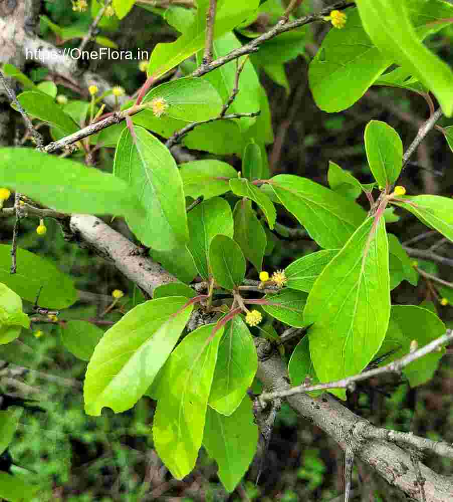 Flacourtia latifolia