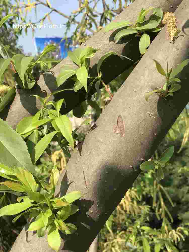 Salix tetrasperma