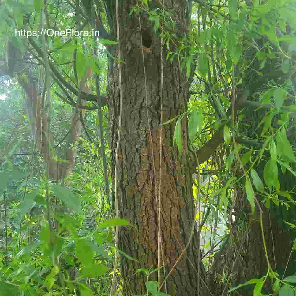 Salix tetrasperma