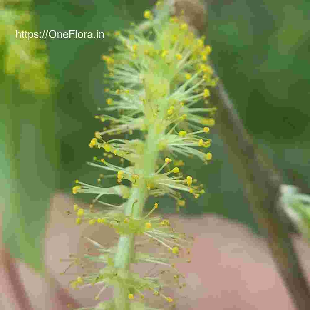 Salix tetrasperma