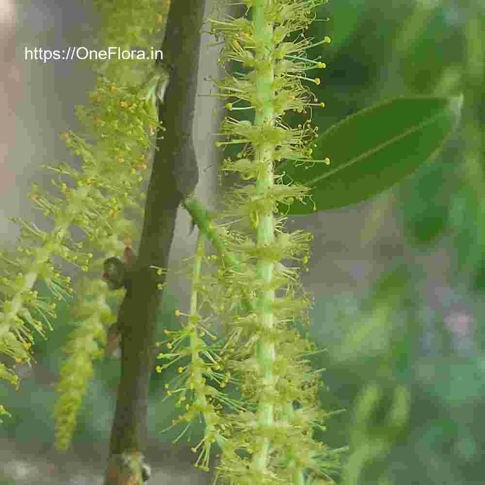 Salix tetrasperma