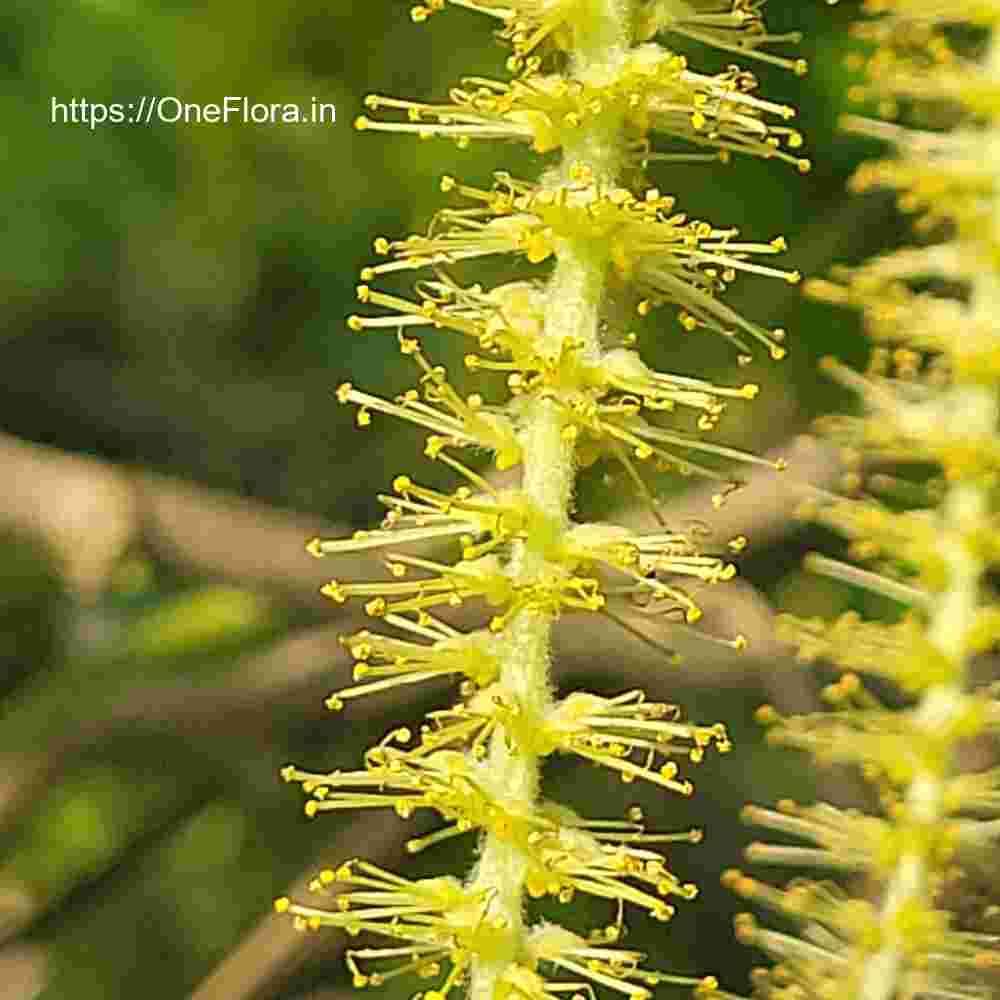 Salix tetrasperma