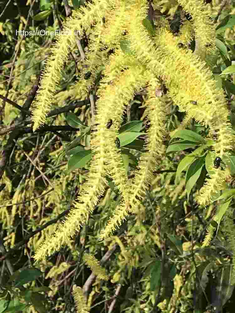 Salix tetrasperma