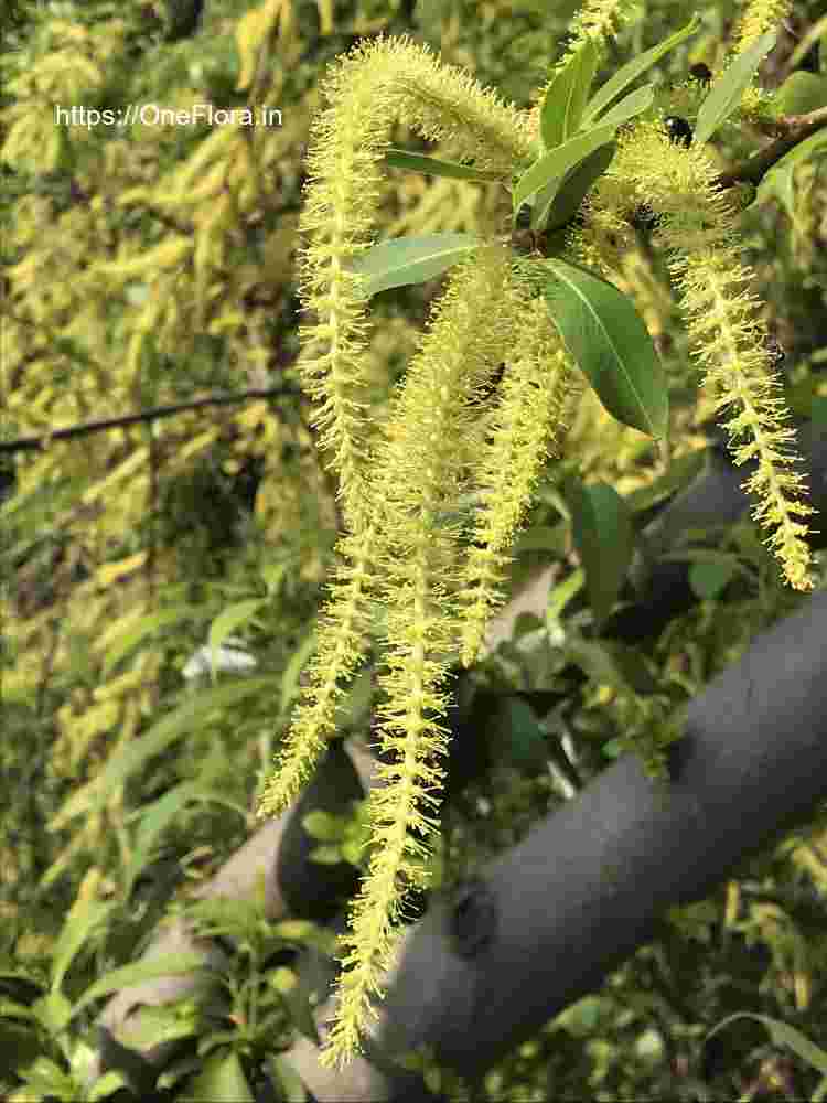 Salix tetrasperma